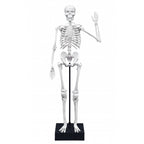 Konstruktorius Žmogaus skeletas 45 cm