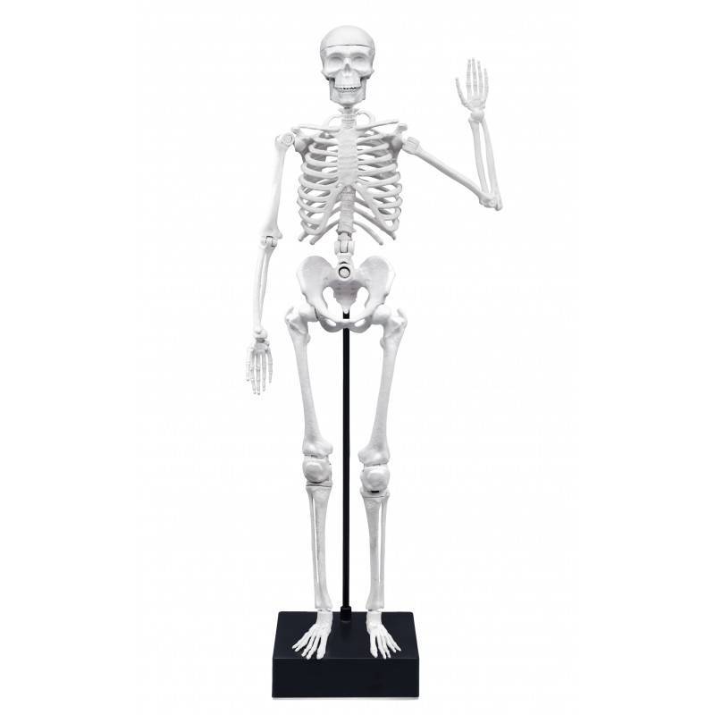 Konstruktorius Žmogaus skeletas 45 cm