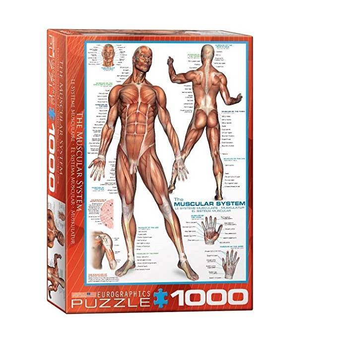 Dėlionė Raumenų sistema. 1000 detalių