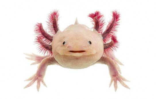 Augantis aksolotlis kiaušinyje 6cm