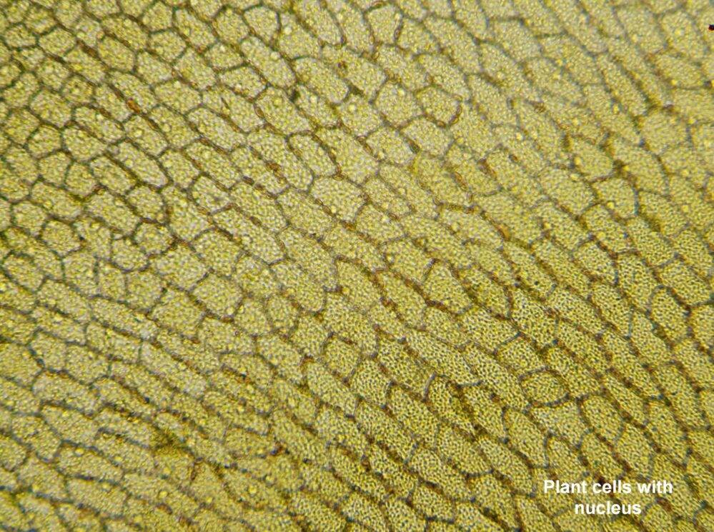 Mikroskopas Biolux Touch 5MP HDMI