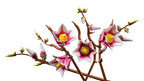 LEGO Botanicals 11510 Magnolijos šakos