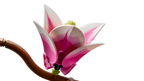 LEGO Botanicals 11510 Magnolijos šakos