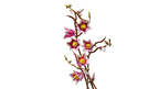 LEGO Botanicals 11510 Magnolijos šakos