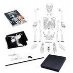Konstruktorius Didelis žmogaus skeletas 85cm