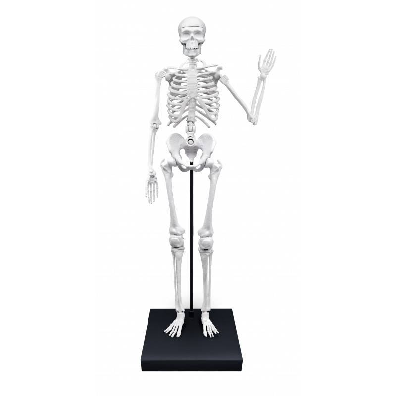 Konstruktorius Didelis žmogaus skeletas 85cm