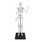 Konstruktorius Didelis žmogaus skeletas 85cm
