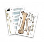 Konstruktorius Didelis žmogaus skeletas 85cm
