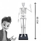Konstruktorius Didelis žmogaus skeletas 85cm